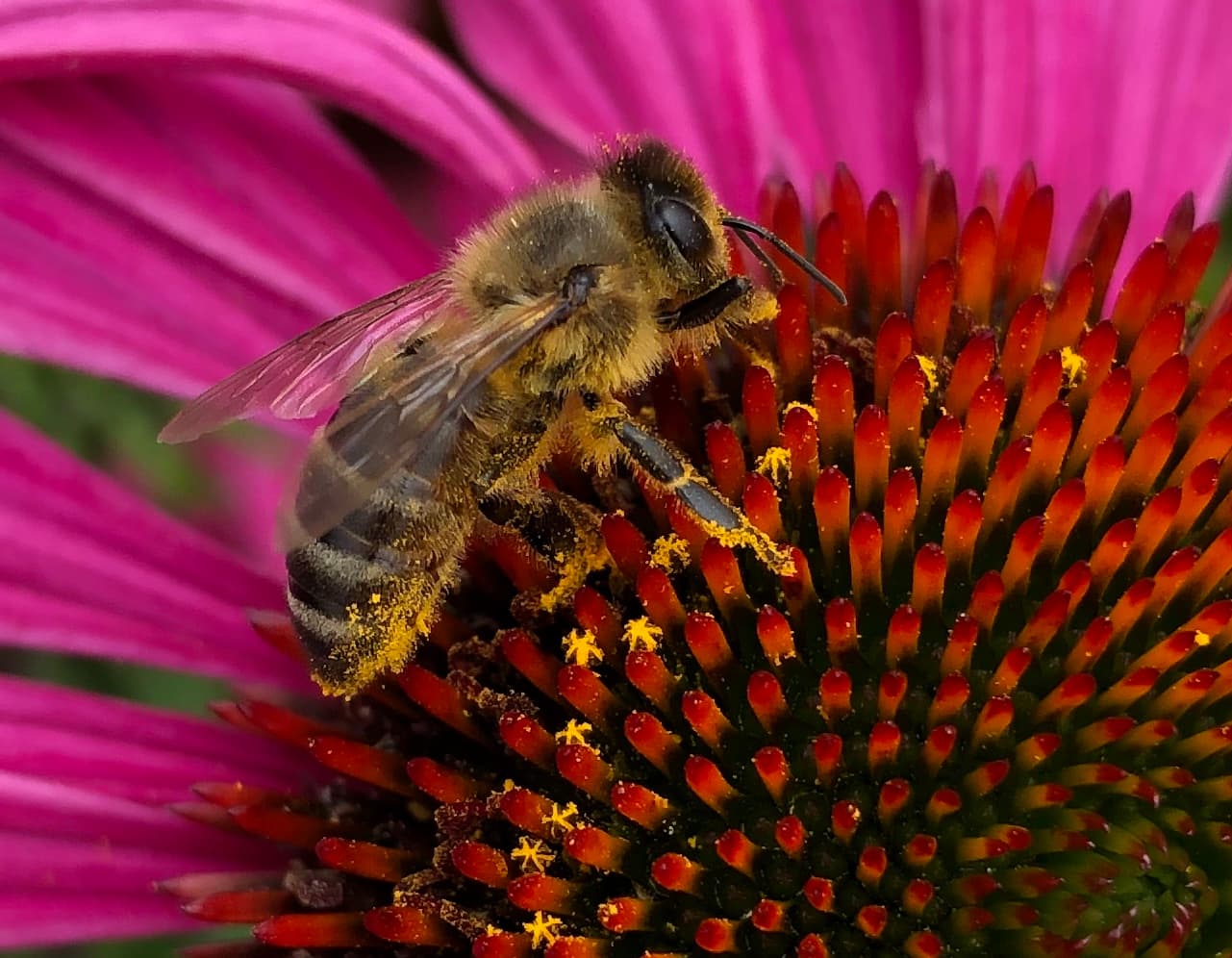 Kingston Vale Honey Bee hard at work